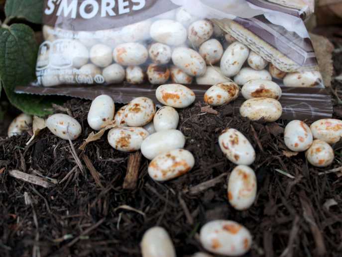 Jelly Belly S’mores closeup