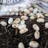 Thumb: Jelly Belly S’mores closeup
