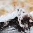 Thumb: close-up of crockpot s’mores brownies